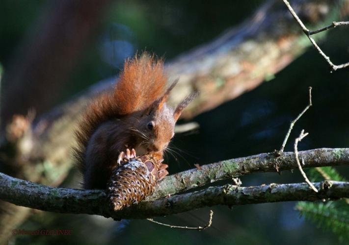 Écureuil roux © Marcel Gloanec