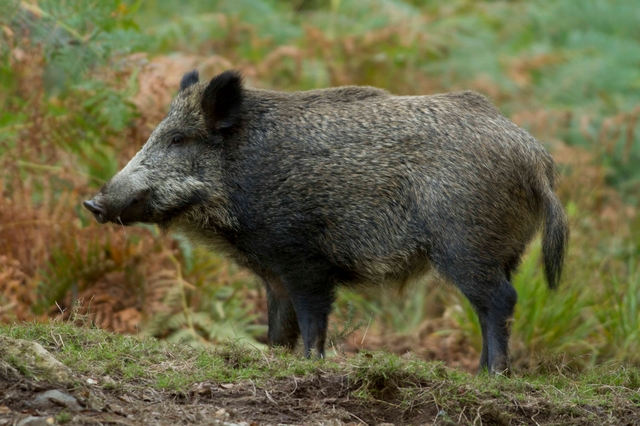 Programme Mammifères